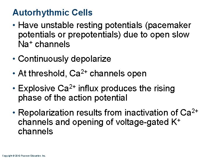 Autorhythmic Cells • Have unstable resting potentials (pacemaker potentials or prepotentials) due to open