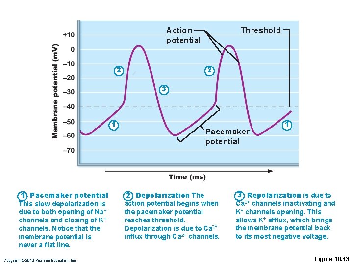 Threshold Action potential 2 2 3 1 1 Pacemaker potential This slow depolarization is