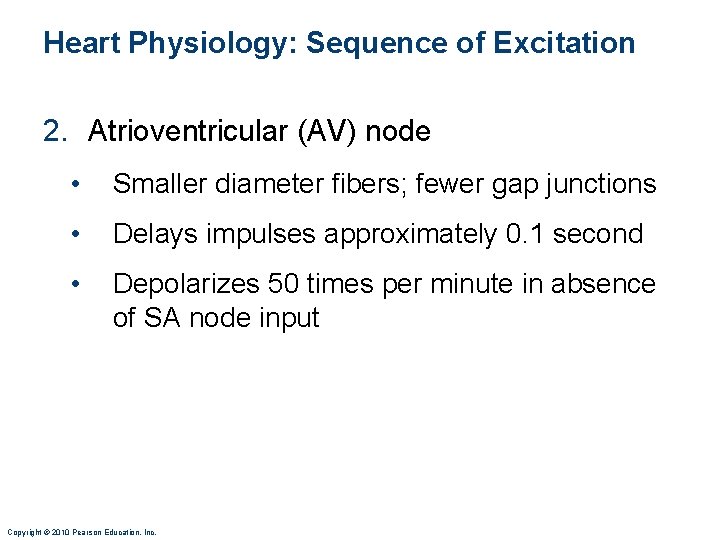 Heart Physiology: Sequence of Excitation 2. Atrioventricular (AV) node • Smaller diameter fibers; fewer