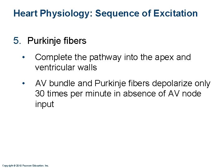 Heart Physiology: Sequence of Excitation 5. Purkinje fibers • Complete the pathway into the