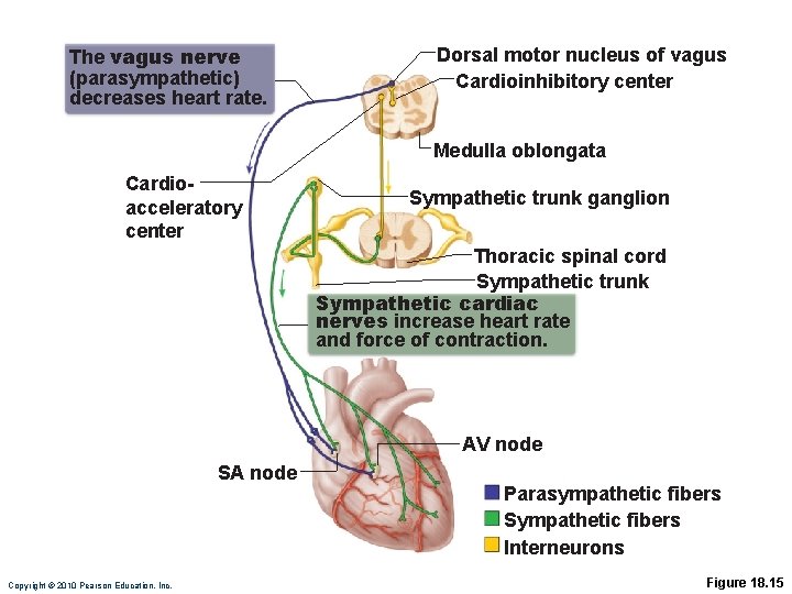 The vagus nerve (parasympathetic) decreases heart rate. Dorsal motor nucleus of vagus Cardioinhibitory center