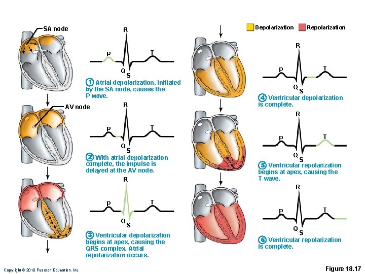 SA node Depolarization R Repolarization R T P Q S 1 Atrial depolarization, initiated