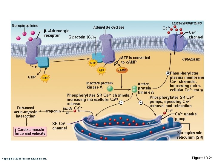 Extracellular fluid Norepinephrine Adenylate cyclase Ca 2+ b 1 -Adrenergic receptor G protein (Gs)