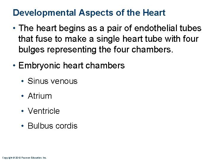 Developmental Aspects of the Heart • The heart begins as a pair of endothelial