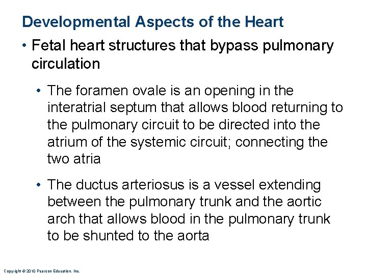 Developmental Aspects of the Heart • Fetal heart structures that bypass pulmonary circulation •