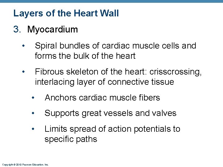 Layers of the Heart Wall 3. Myocardium • Spiral bundles of cardiac muscle cells