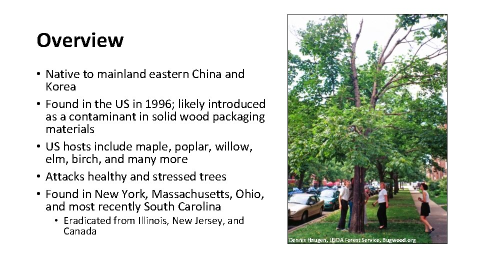 Overview • Native to mainland eastern China and Korea • Found in the US