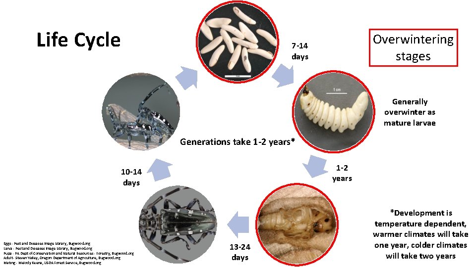  Life Cycle Overwintering stages 7 -14 days Generally overwinter as mature larvae Generations