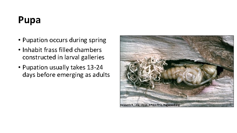 Pupa • Pupation occurs during spring • Inhabit frass filled chambers constructed in larval