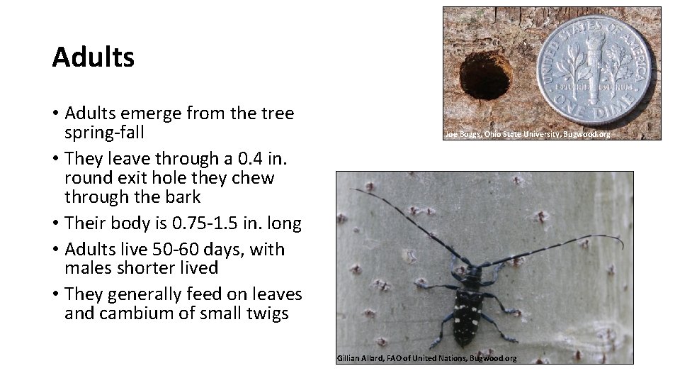 Adults • Adults emerge from the tree spring-fall • They leave through a 0.