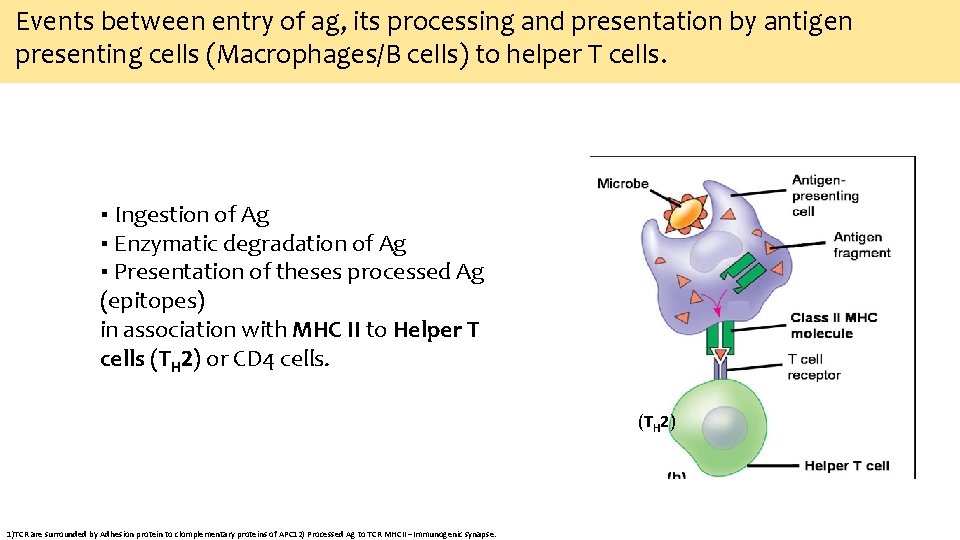 Events between entry of ag, its processing and presentation by antigen presenting cells (Macrophages/B