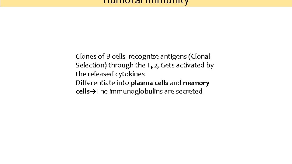 Humoral Immunity Clones of B cells recognize antigens (Clonal Selection) through the TH 2,