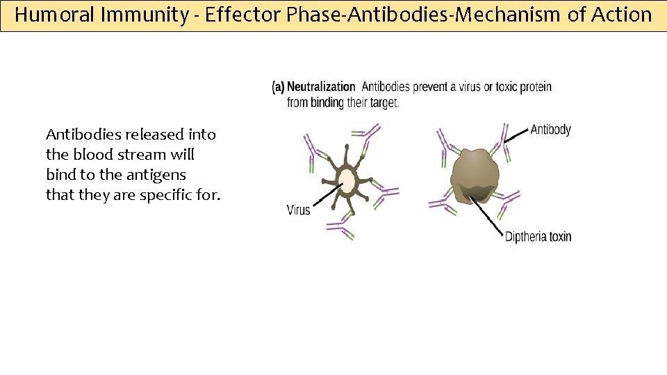 Humoral Immunity - Effector Phase-Antibodies-Mechanism of Action Antibodies released into the blood stream will