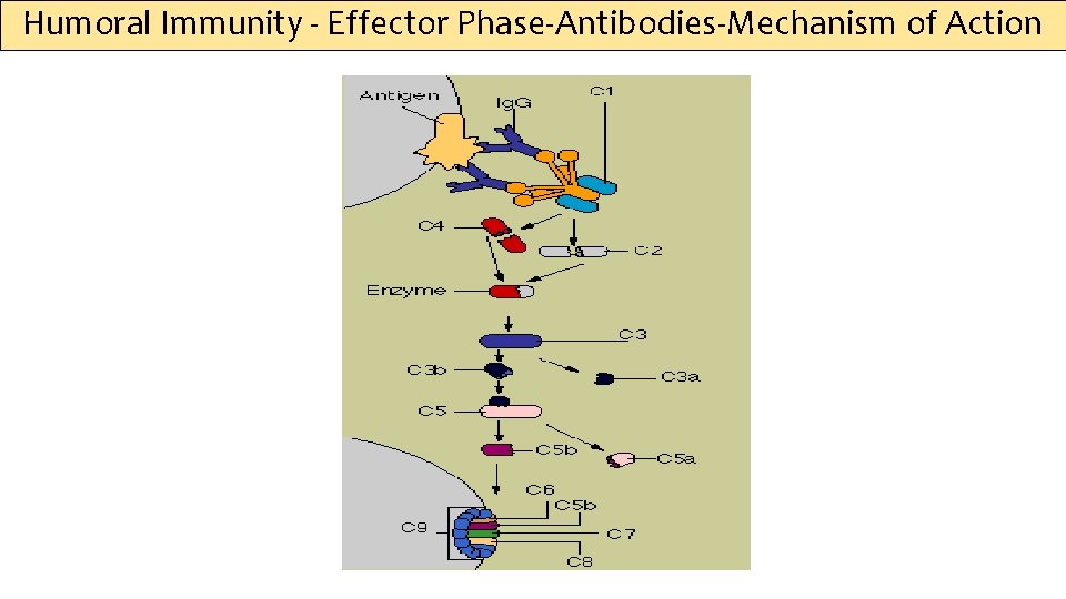 Humoral Immunity - Effector Phase-Antibodies-Mechanism of Action 