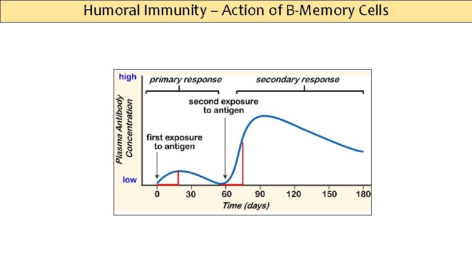 Humoral Immunity – Action of B-Memory Cells 