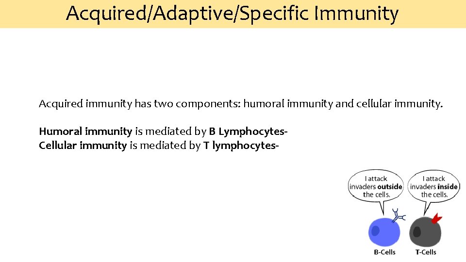 Acquired/Adaptive/Specific Immunity Acquired immunity has two components: humoral immunity and cellular immunity. Humoral immunity