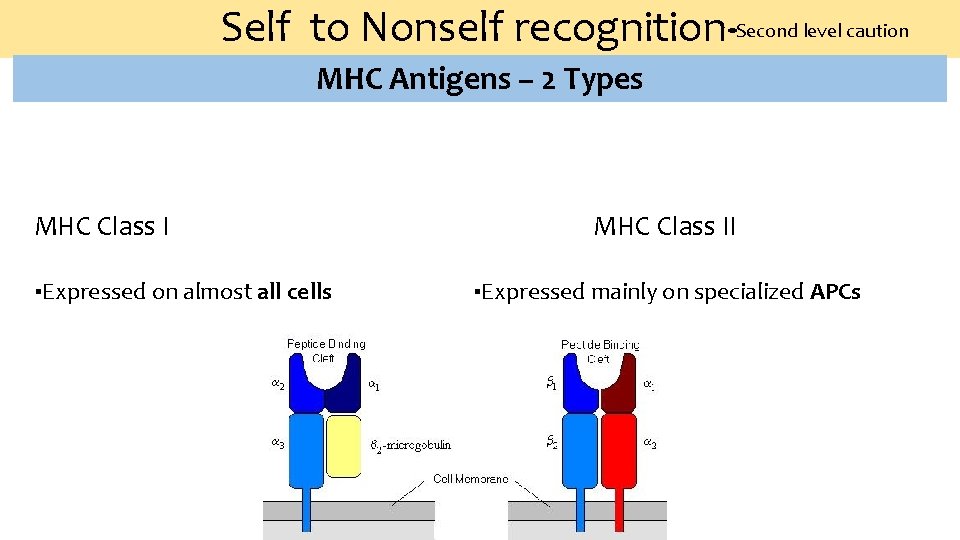 Self to Nonself recognition-▪Second level caution MHC Antigens – 2 Types MHC Class I