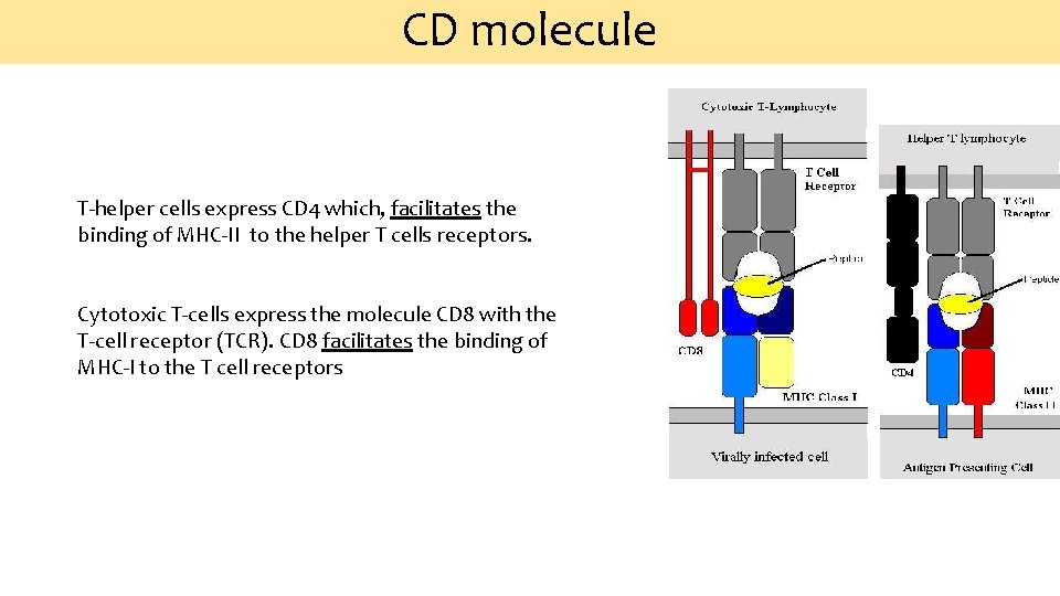 CD molecule T-helper cells express CD 4 which, facilitates the binding of MHC-II to