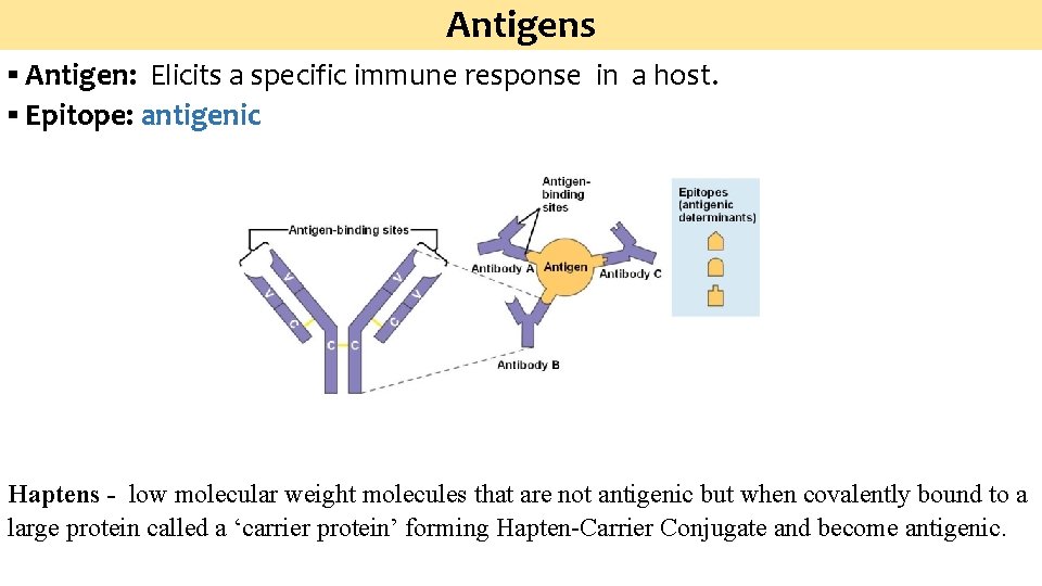 Antigens ▪ Antigen: Elicits a specific immune response in a host. ▪ Epitope: antigenic