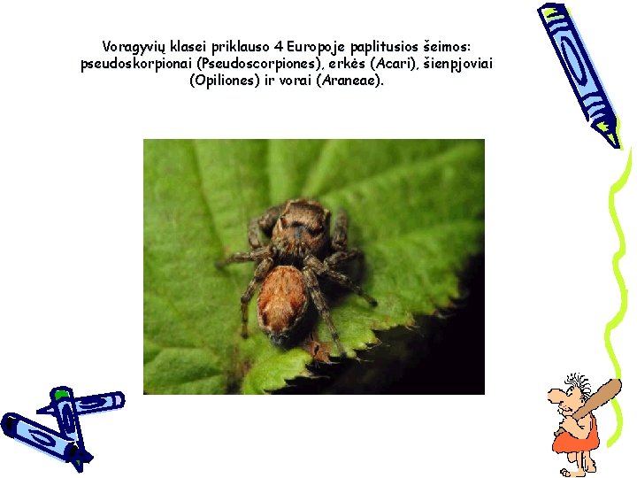 Voragyvių klasei priklauso 4 Europoje paplitusios šeimos: pseudoskorpionai (Pseudoscorpiones), erkės (Acari), šienpjoviai (Opiliones) ir