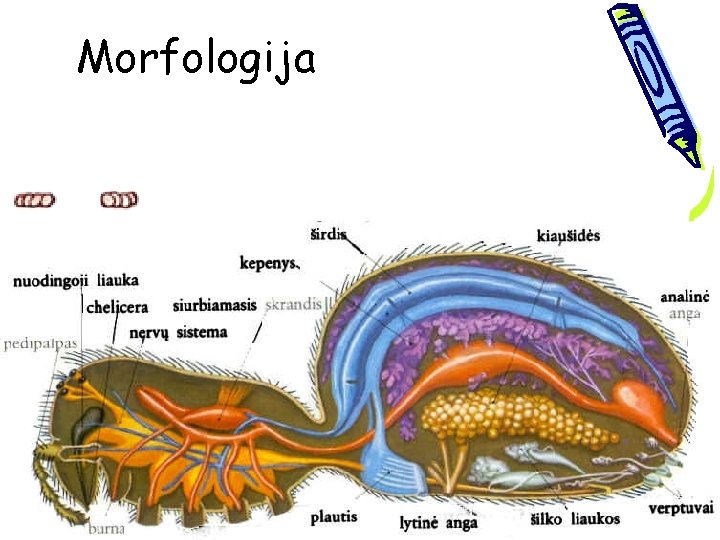 Morfologija 