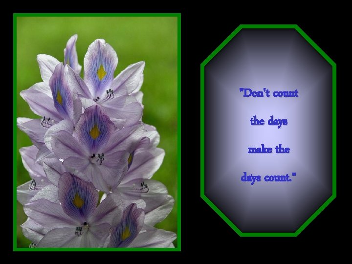 "Don't count the days make the days count. " 