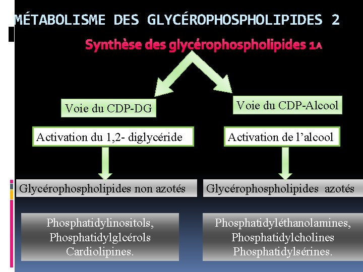 MÉTABOLISME DES GLYCÉROPHOSPHOLIPIDES 2 Synthèse des glycérophospholipides 1 Voie du CDP-DG Activation du 1,