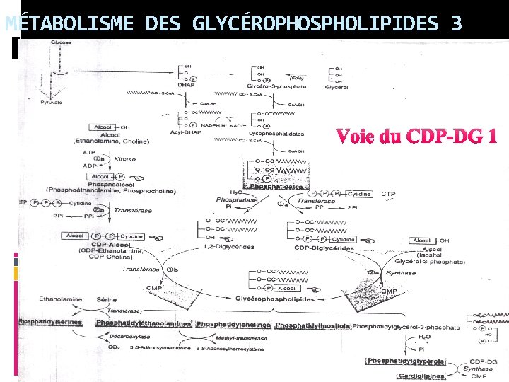 MÉTABOLISME DES GLYCÉROPHOSPHOLIPIDES 3 Voie du CDP-DG 1 