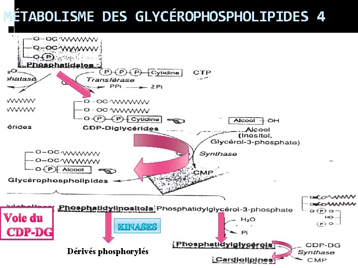 MÉTABOLISME DES GLYCÉROPHOSPHOLIPIDES 4 Voie du CDP-DG Dérivés phosphorylés 