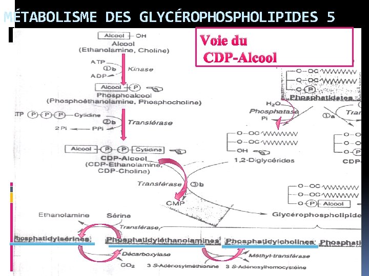 MÉTABOLISME DES GLYCÉROPHOSPHOLIPIDES 5 Voie du CDP-Alcool 