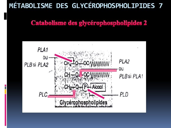 MÉTABOLISME DES GLYCÉROPHOSPHOLIPIDES 7 Catabolisme des glycérophospholipides 2 