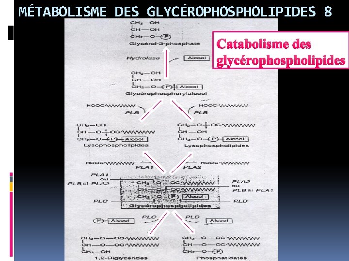 MÉTABOLISME DES GLYCÉROPHOSPHOLIPIDES 8 Catabolisme des glycérophospholipides 