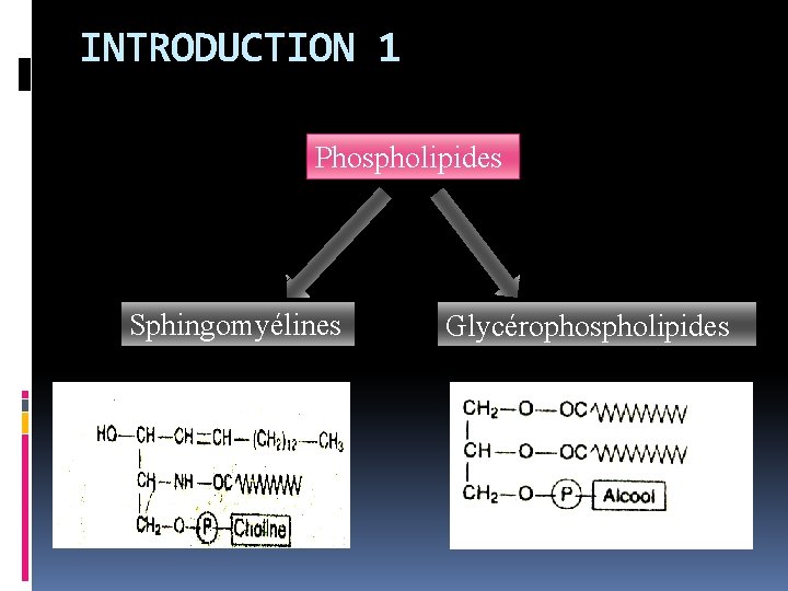 INTRODUCTION 1 Phospholipides Sphingomyélines Glycérophospholipides 