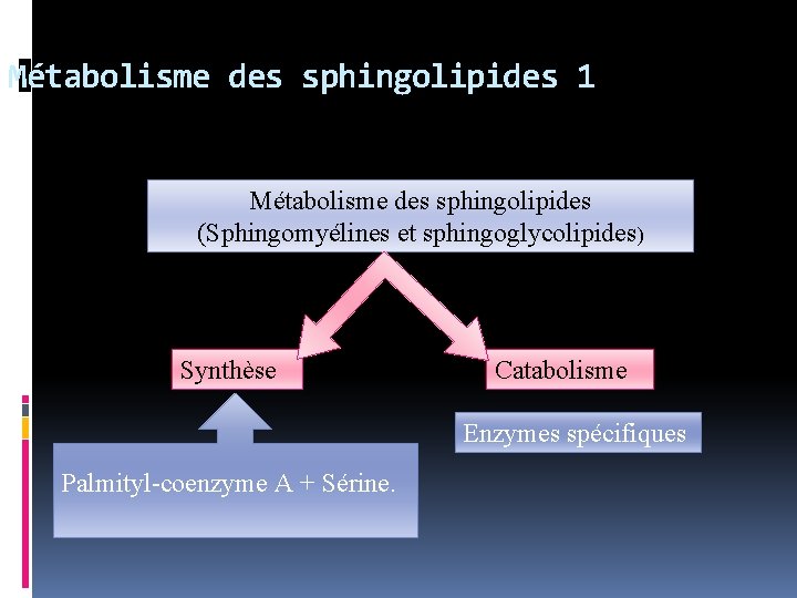 Métabolisme des sphingolipides 1 Métabolisme des sphingolipides (Sphingomyélines et sphingoglycolipides) Synthèse Catabolisme Enzymes spécifiques