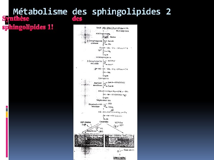 Métabolisme des sphingolipides 2 Synthèse sphingolipides 1 des 