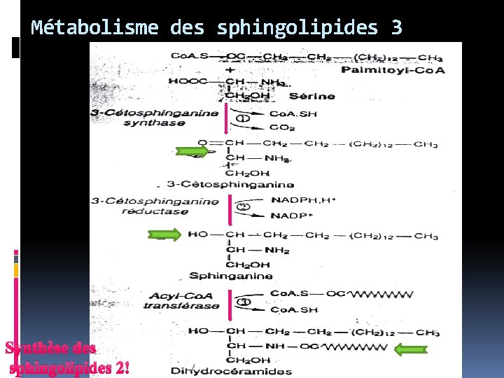 Métabolisme des sphingolipides 3 Synthèse des sphingolipides 2 