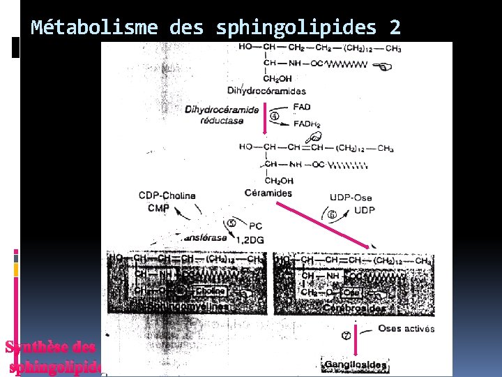 Métabolisme des sphingolipides 2 Synthèse des sphingolipides 3 