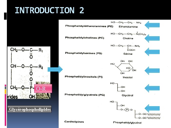 INTRODUCTION 2 O-R Glycérophospholipides 