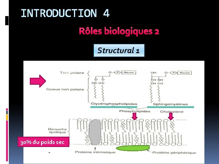 INTRODUCTION 4 Rôles biologiques 2 Structural 1 30% du poids sec 