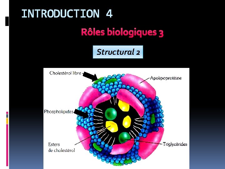 INTRODUCTION 4 Rôles biologiques 3 Structural 2 