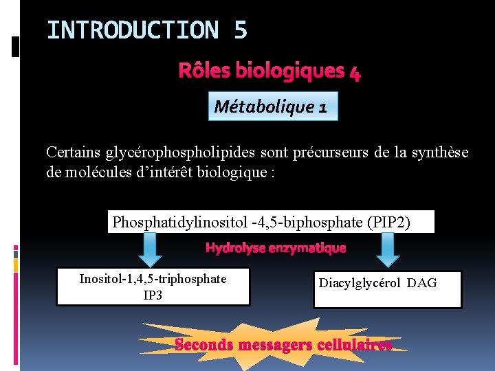 INTRODUCTION 5 Rôles biologiques 4 Métabolique 1 Certains glycérophospholipides sont précurseurs de la synthèse