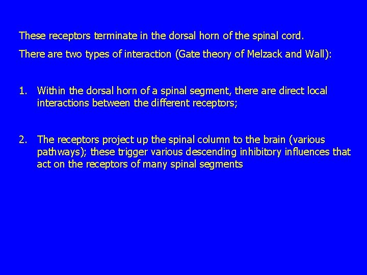 These receptors terminate in the dorsal horn of the spinal cord. There are two