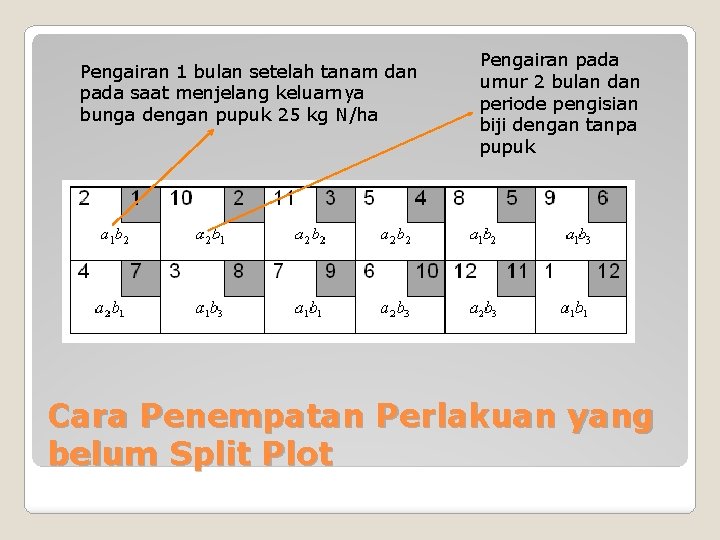 Pengairan 1 bulan setelah tanam dan pada saat menjelang keluarnya bunga dengan pupuk 25