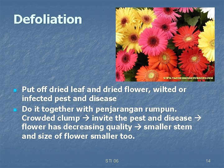 Defoliation n n Put off dried leaf and dried flower, wilted or infected pest