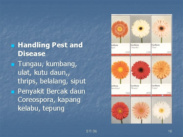 n n n Handling Pest and Disease Tungau, kumbang, ulat, kutu daun, , thrips,