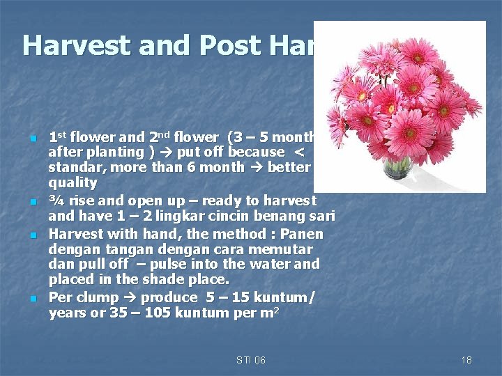 Harvest and Post Harvest n n 1 st flower and 2 nd flower (3