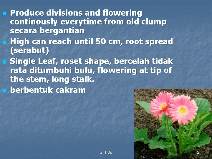 n n Produce divisions and flowering continously everytime from old clump secara bergantian High