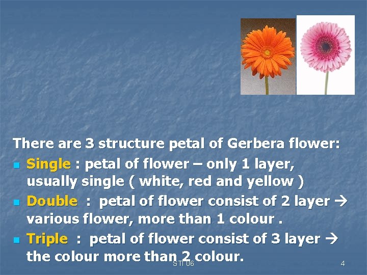 There are 3 structure petal of Gerbera flower: n Single : petal of flower