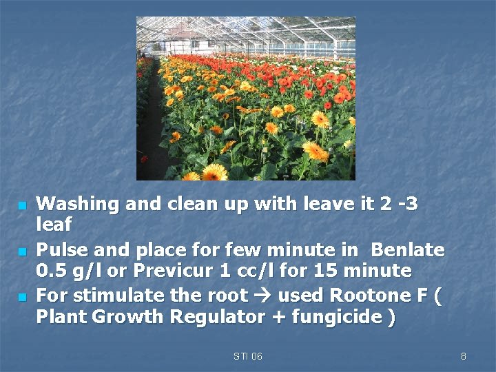 n n n Washing and clean up with leave it 2 -3 leaf Pulse