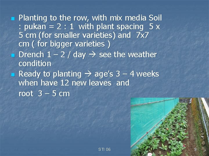 n n n Planting to the row, with mix media Soil : pukan =